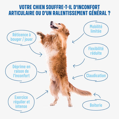 Ivvi - Hip and Joint - Articulations, Anti-Arthrose - Complément Alimentaire Pour Chien, Hautement Concentré - MSM, Moule À Lèvres Vertes, Glucosamine - 60 Friandises Au Poulet, 270G